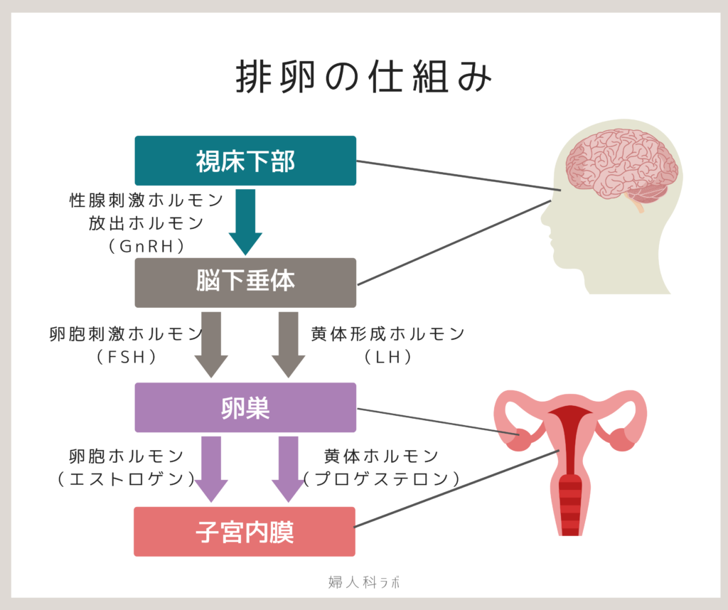 排卵誘発剤